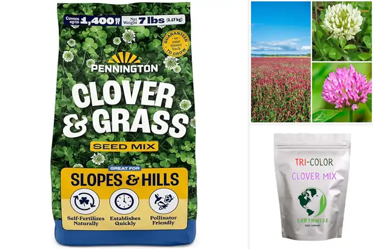 Detailed view of Best Clover Mixes