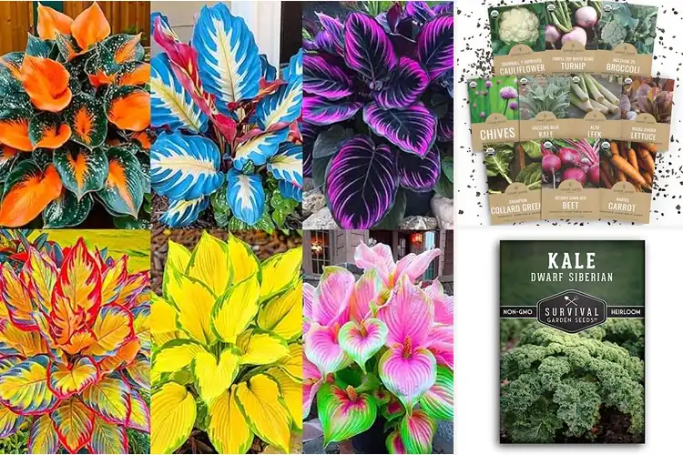 Detailed view of Best Cold Tolerant Seeds