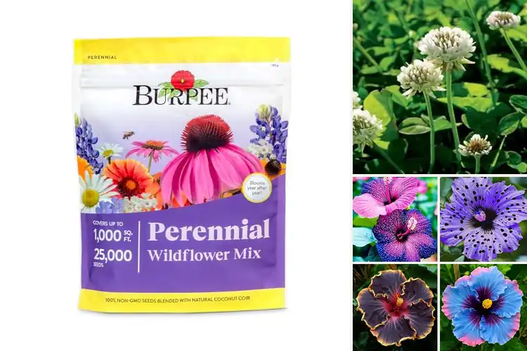 Detailed view of Best Perennial Seeds